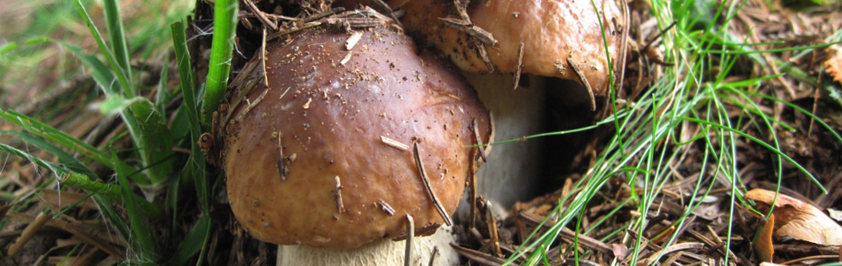 Immagine RACCOLTA FUNGHI EPIGEI NEI COMUNI CONVENZIONATI