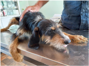 Immagine Cane smarrito in località Caprile Superiore